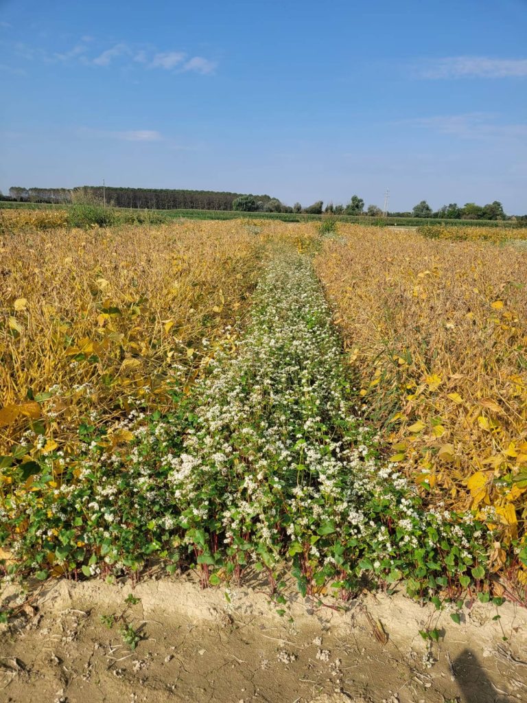 consociazione soia e grano saraceno